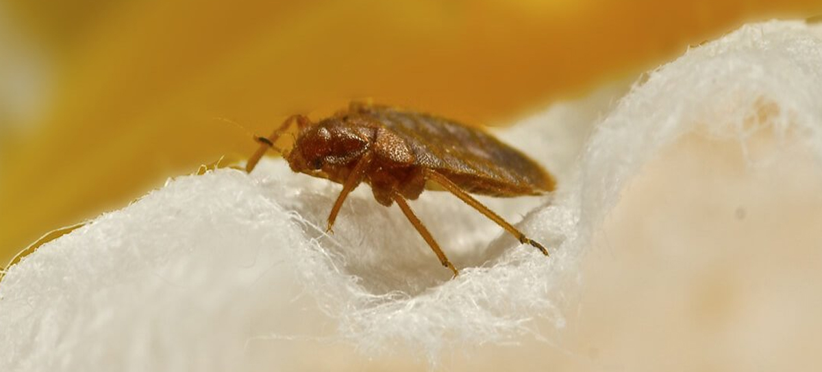 Cockroach Control Chembur